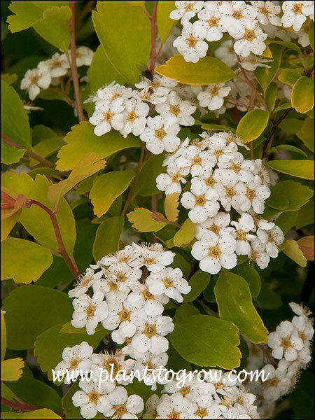 Firegold Spirea (Spiraea vanhouttei)